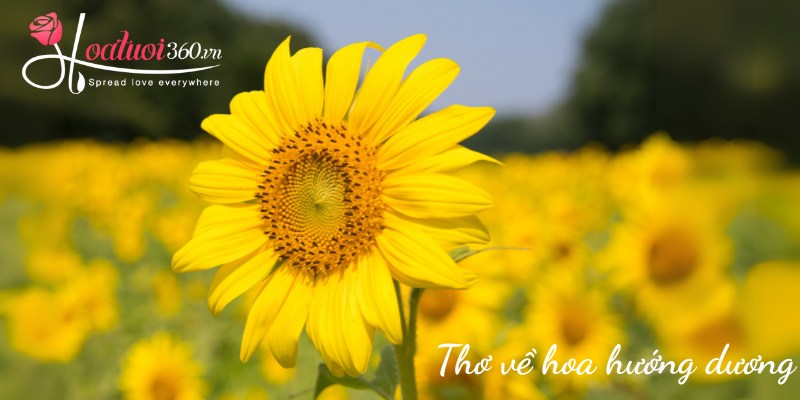 Những vần thơ về hoa hướng dương