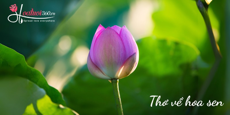 Bài thơ ngắn về hoa sen