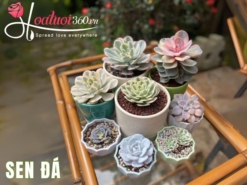 Tìm hiểu về cây sen đá