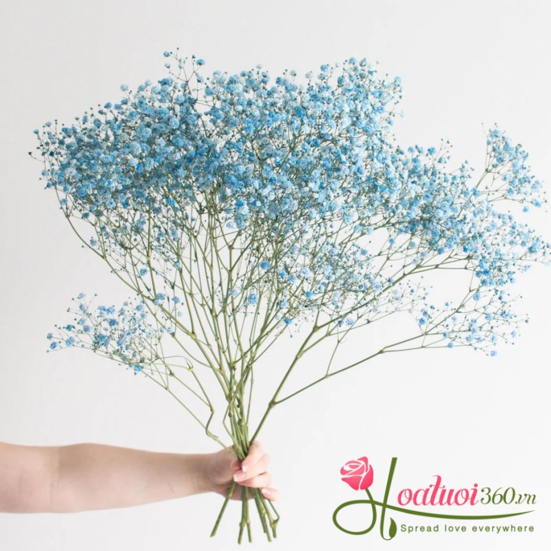 tìm hiểu về hoa baby xanh