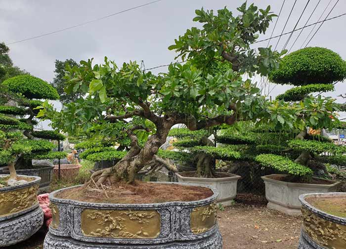 Tìm mua cây hoa lộc vừng tại vườn ươm uy tín