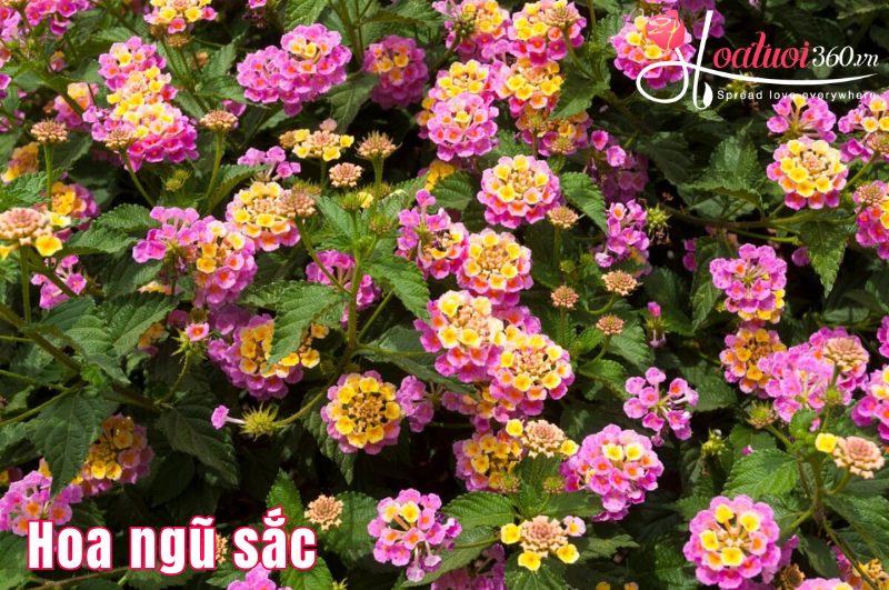 Cúc ngũ sắc loài hoa dễ trồng ra hoa đẹp