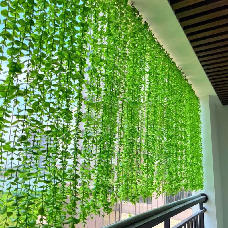 Trồng cây cúc tần Ấn Độ ở ban công, cửa sổ