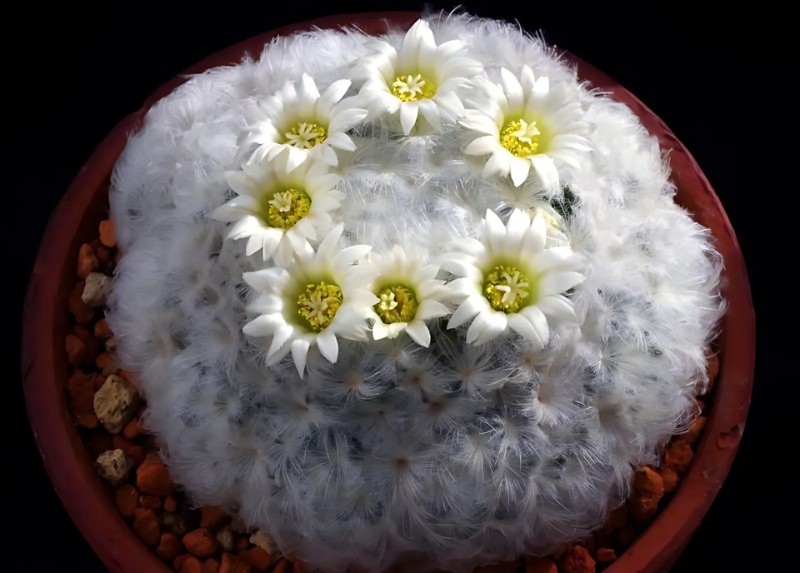 Hoa xương rồng bông gòn mềm mại