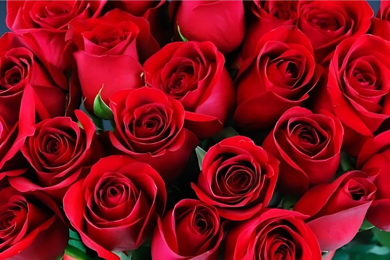 Ý nghĩa của hoa hồng nhung theo số lượng 