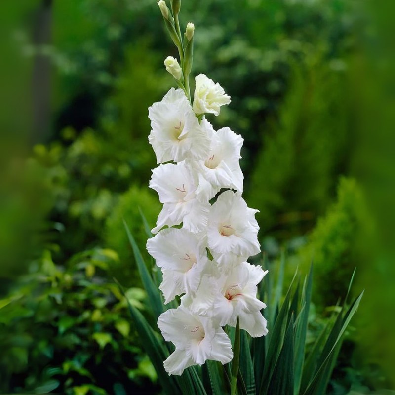 ý nghĩa hoa lay ơn trắng