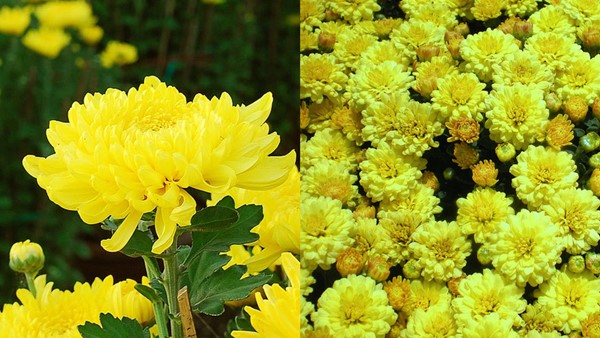 Ý nghĩa của hoa cúc trong văn hóa phương Tây