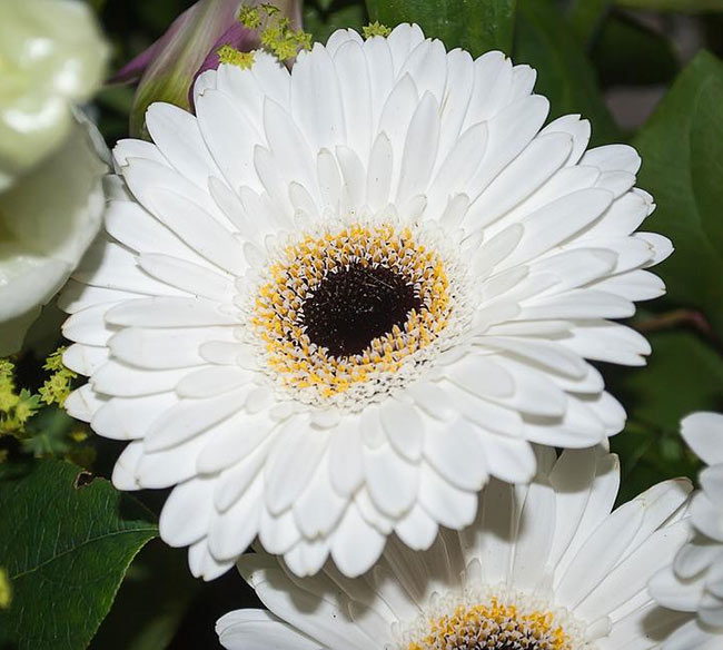 Ý nghĩa hoa đồng tiền trắng trong sáng