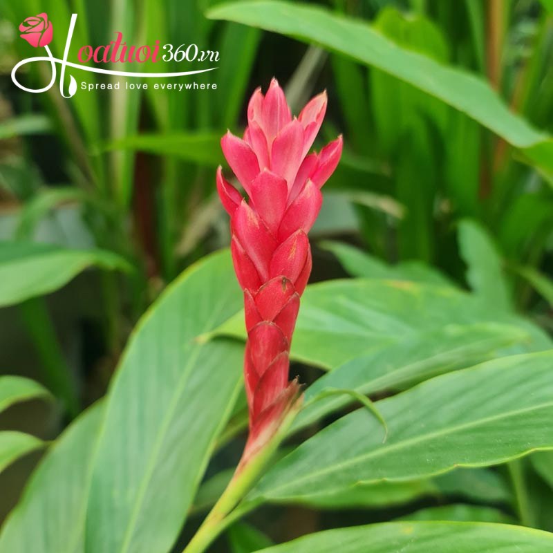 Thông điệp ý nghĩa của hoa hạnh phúc