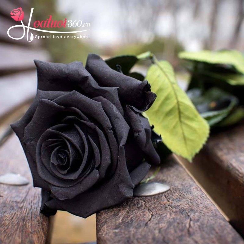 Hoa hồng đen gửi gắm lời chia buồn ý nghĩa
