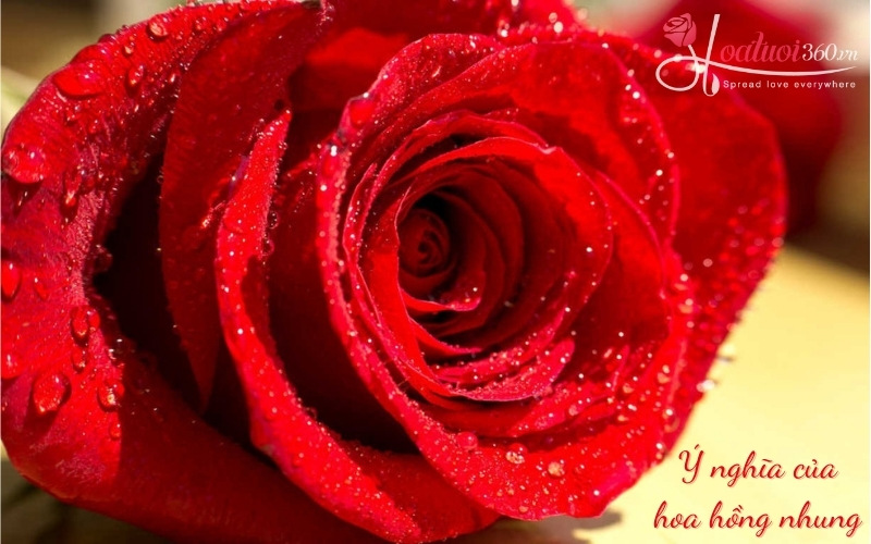 Ý nghĩa hoa hồng nhung đỏ trong tình yêu 