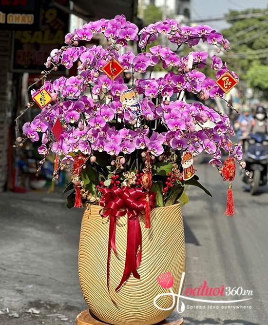 Ý nghĩa hoa lan trong các dịp Tết, lễ hội