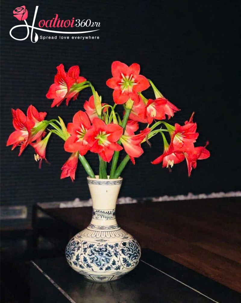 Ý nghĩa hoa loa kèn đỏ ở thời xưa