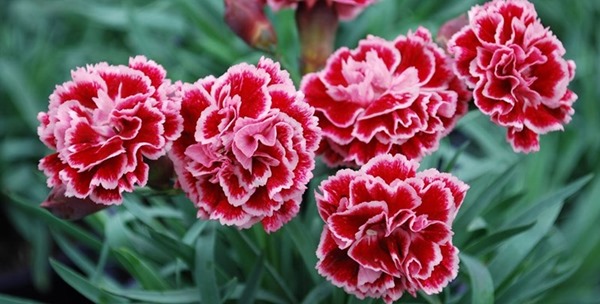 Giá hoa cẩm chướng tùy thuộc vào nhiều yếu tố