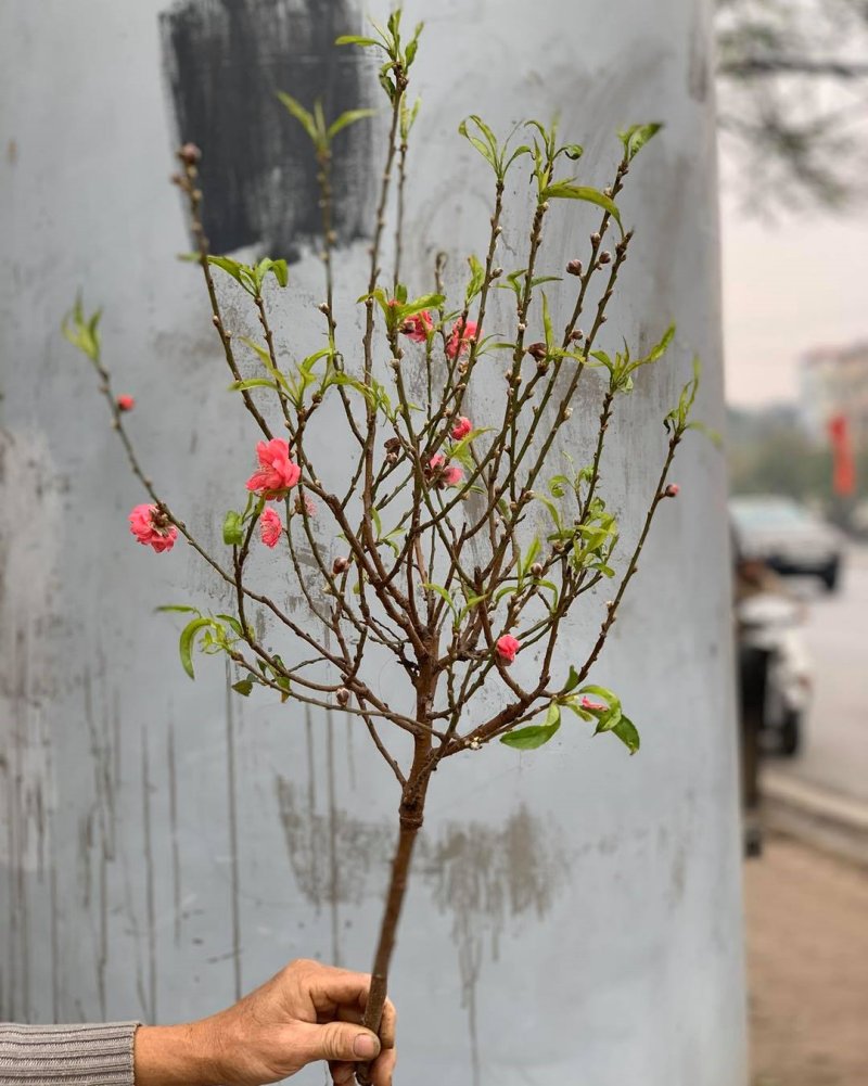 Bí quyết chọn cành đào vừa đẹp vừa tươi lâu