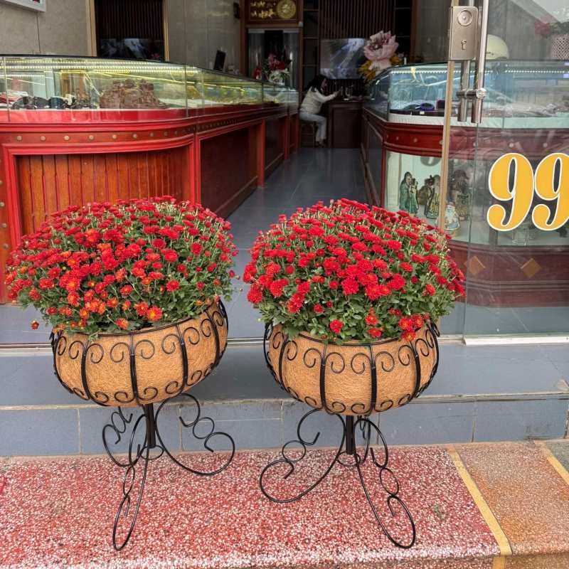 Bí quyết giữ hoa cúc mâm xôi tươi lâu