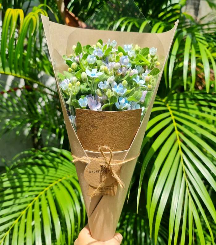 Bó hoa sao xanh size nhỏ