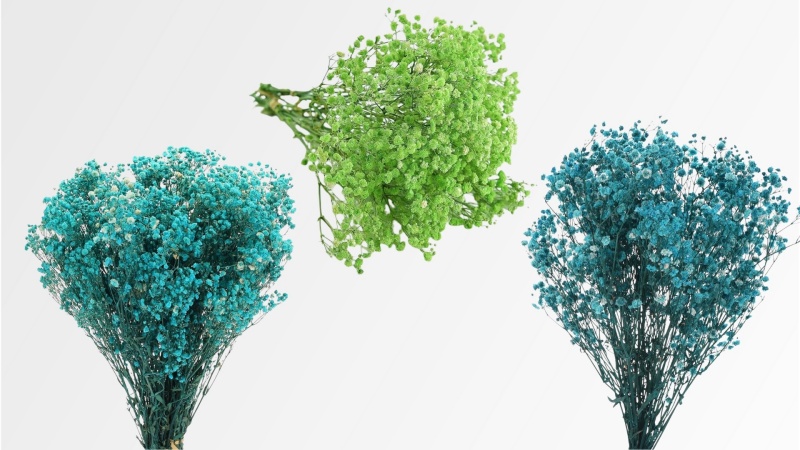 Vẻ đẹp của hoa baby nhuộm xanh