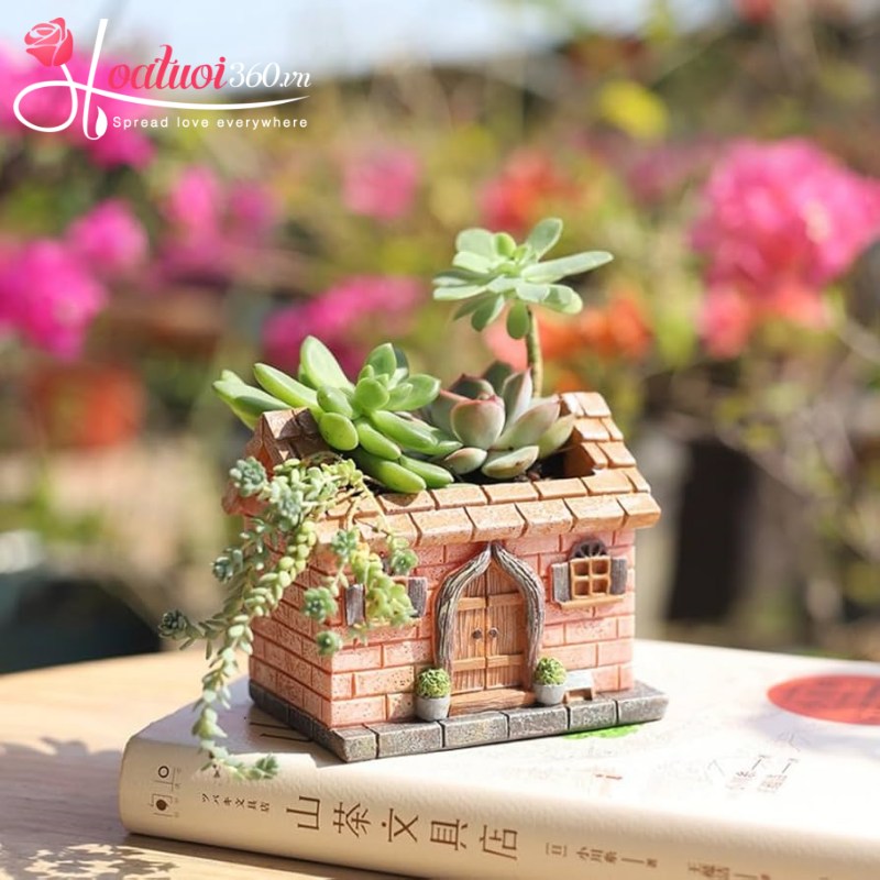 Cách bố trí sen đá trong nhà thu hút may mắn