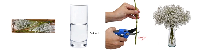 Cách chăm sóc và bảo quản hoa baby trắng