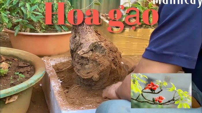 Cách trồng cây hoa mộc miên