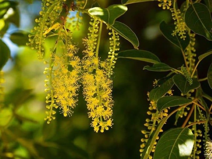 Cây lộc vừng có hoa màu vàng được trồng vườn lấy bóng mát