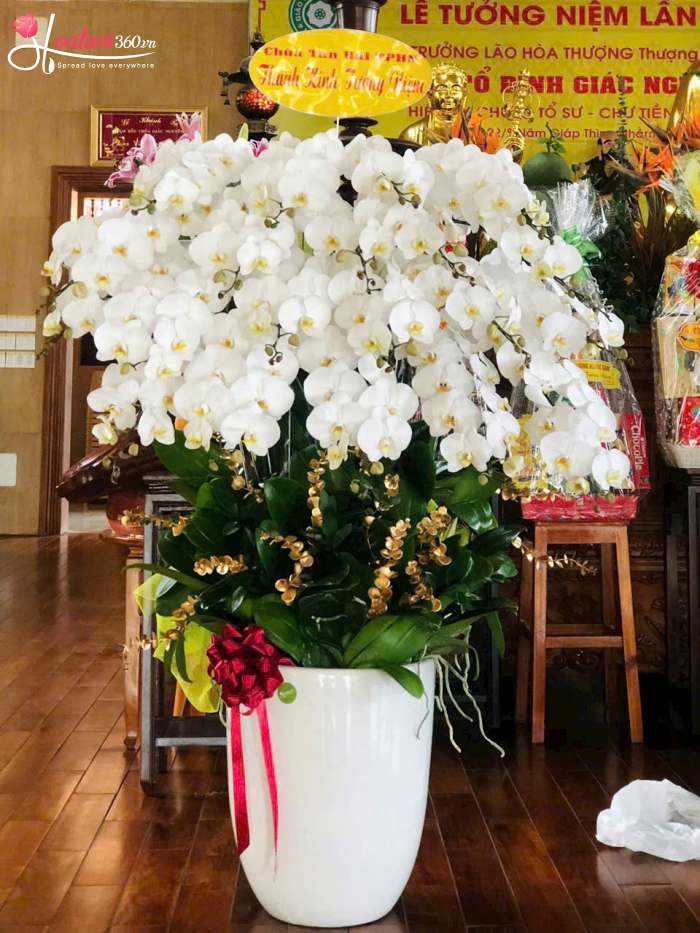 Chậu lan hồ điệp chia buồn 30 cành trắng