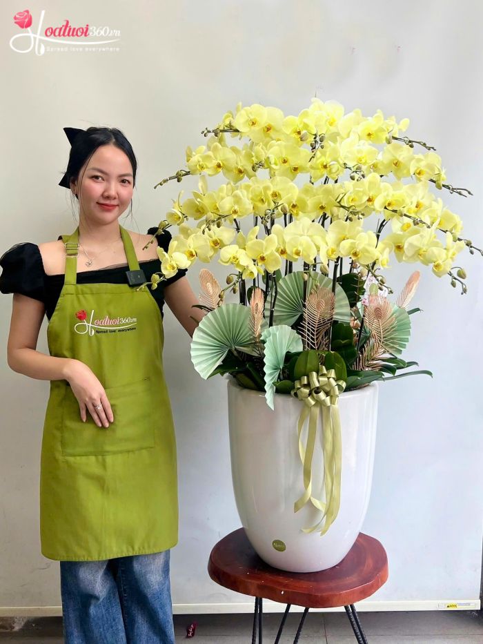 Chậu lan hồ điệp mừng khai trương 7 cành vàng