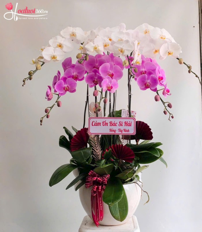 Chậu lan mini 6 cành mix trắng - tím