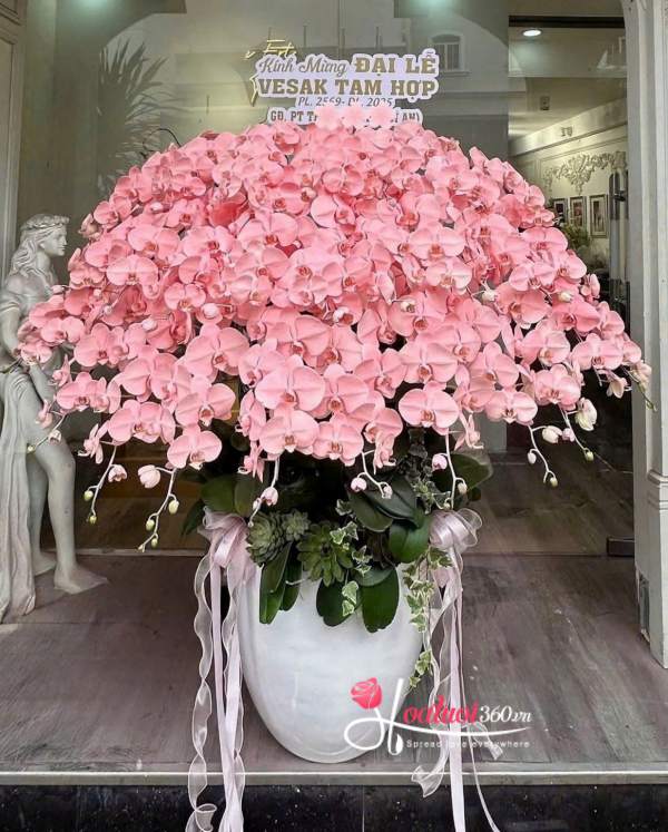 Lan hồ điệp nhuộm màu - Lộc hồng đón tài