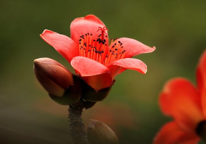 Công dụng của cây hoa gạo đỏ