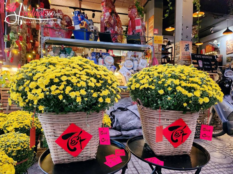 Chậu cúc mâm xôi ngày tết