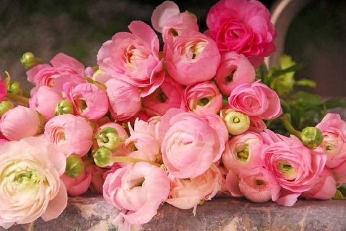 đặc điểm của hoa mao lương