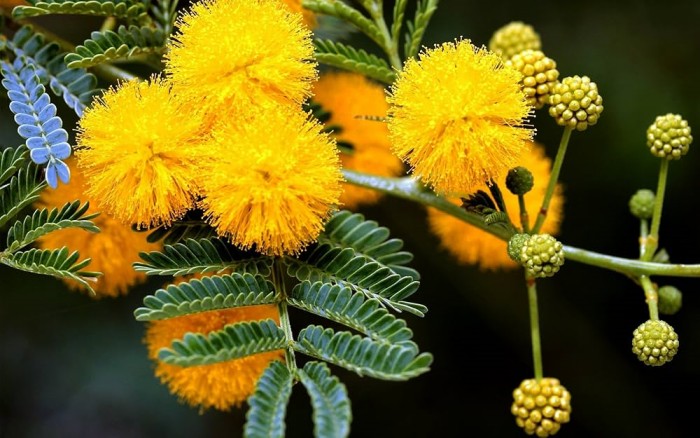 đặc điểm của hoa mimosa