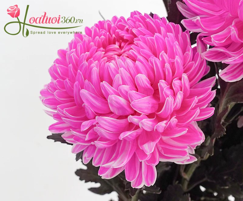 Đặc điểm nhận diện cúc mẫu đơn