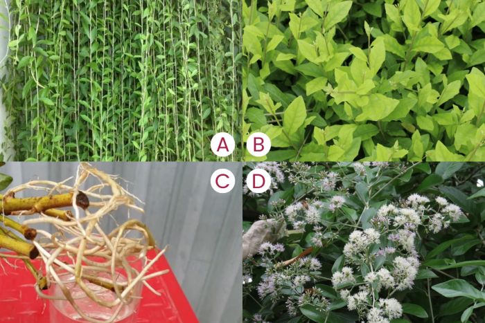 Đặc điểm nhận dạng cúc tần Ấn Độ