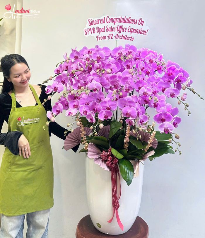 chậu lan hồ điệp giá rẻ cháy hàng dịp Tết