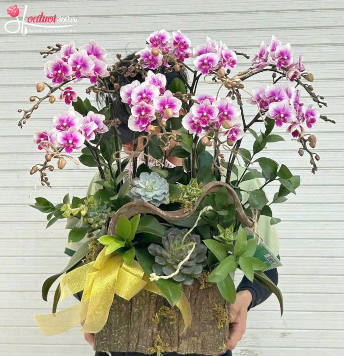 Shop bán lan hồ điệp giá rẻ nhất giao hàng siêu tốc