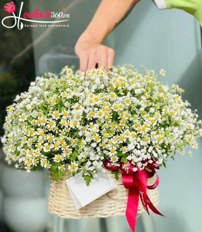 Giỏ hoa cúc tana chúc mừng lễ tốt nghiệp