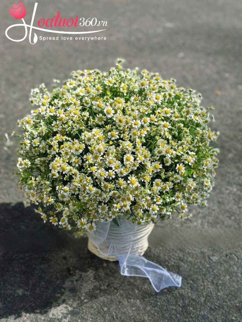 Giỏ cúc tana tình yêu