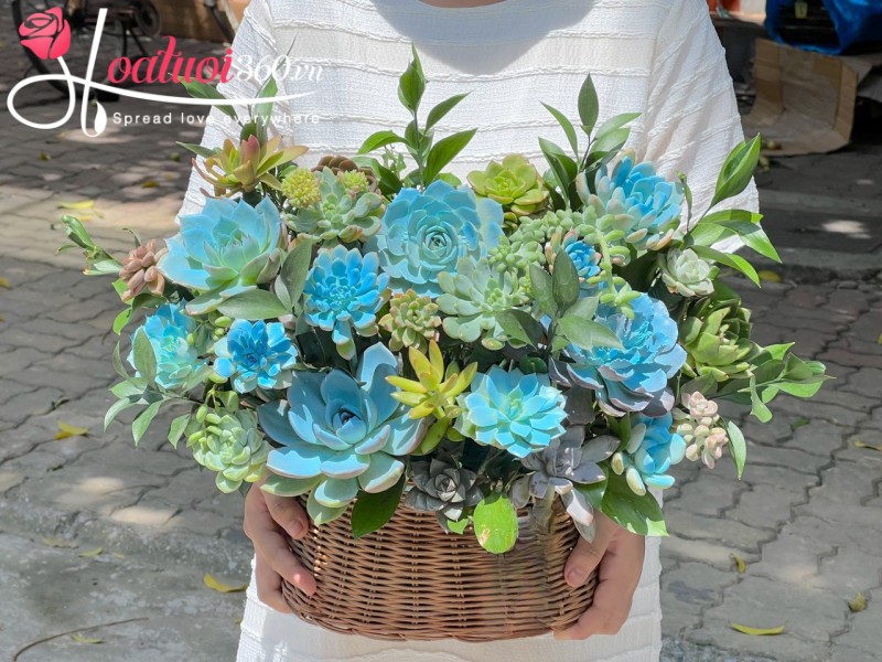 giỏ hoa sen đá cảm ơn