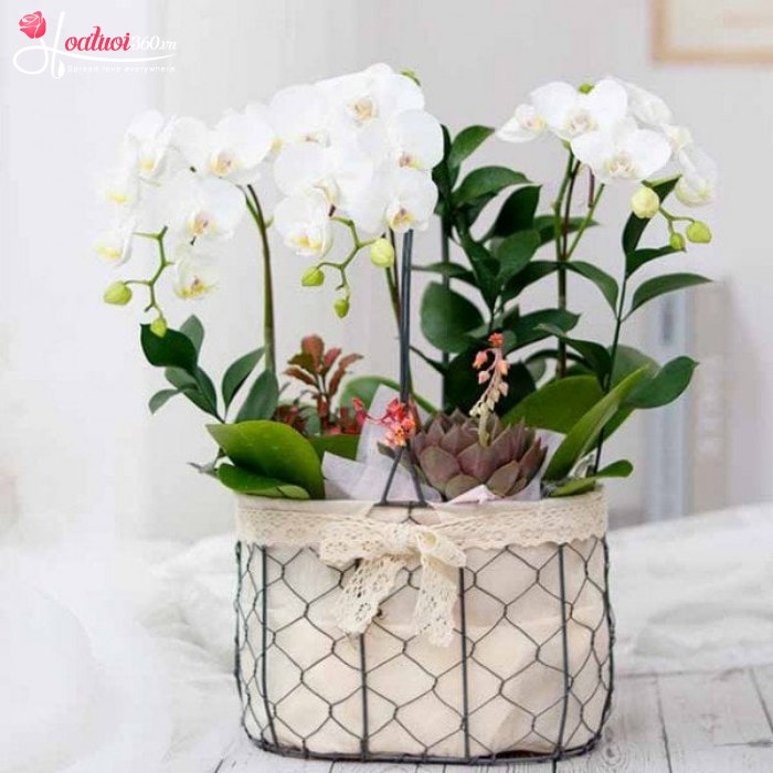 Giỏ hoa lan hồ điệp trắng cúng Phật