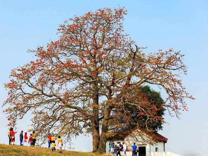 Hoa gạo mang theo hình ảnh tuổi thơ,