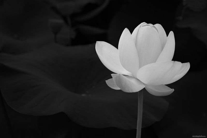 hình ảnh hoa sen trắng đám tang 2