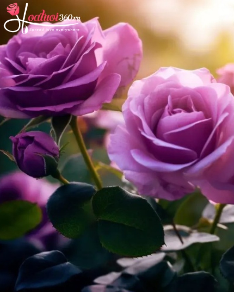 Ý nghĩa hoa hồng tím trong tình yêu