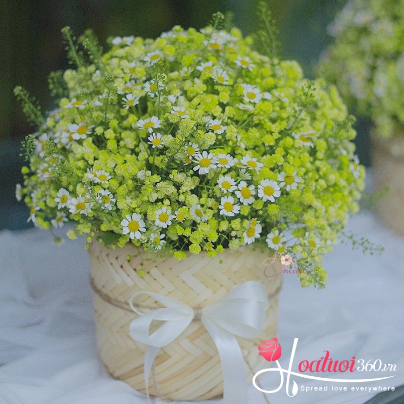 hoa baby xanh lá mang ý nghĩa của sự gắn kết bền chặt