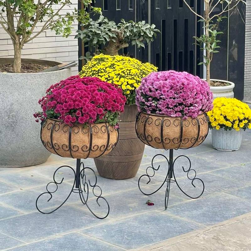 hoa cúc mâm xôi nhiều màu