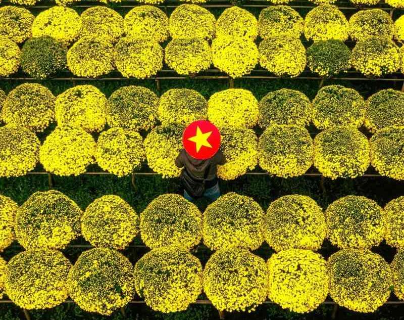 hoa cúc mâm xôi vàng Việt Nam