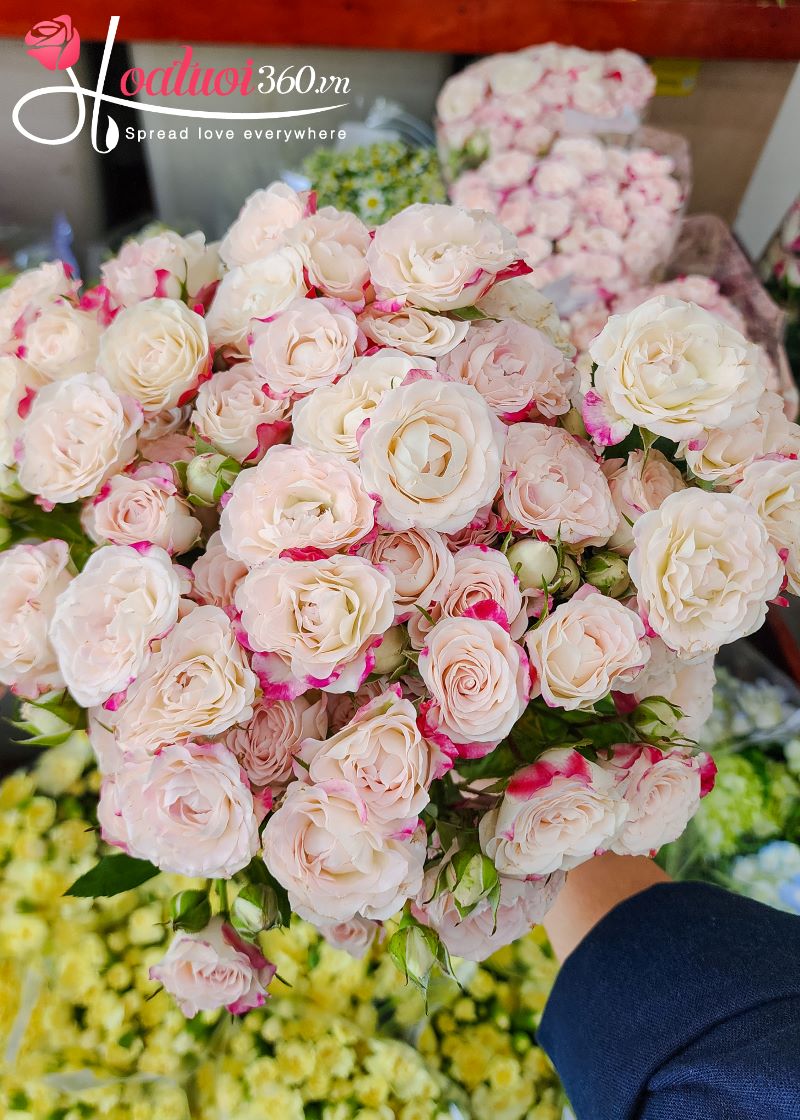 Hoa hồng tỷ muội hồng