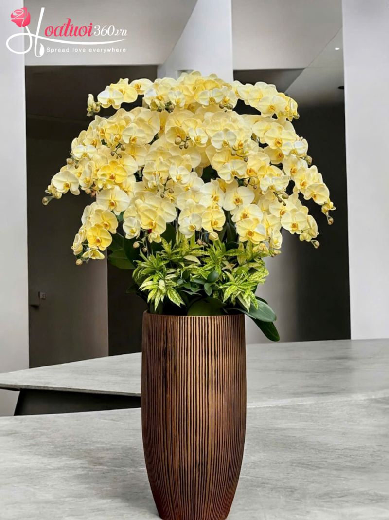 Chậu lan hồ điệp ngày tết